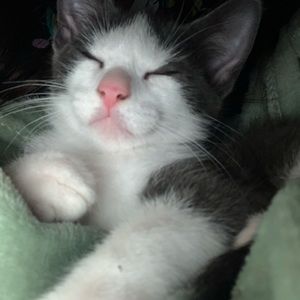 Meet your Posher, Windie